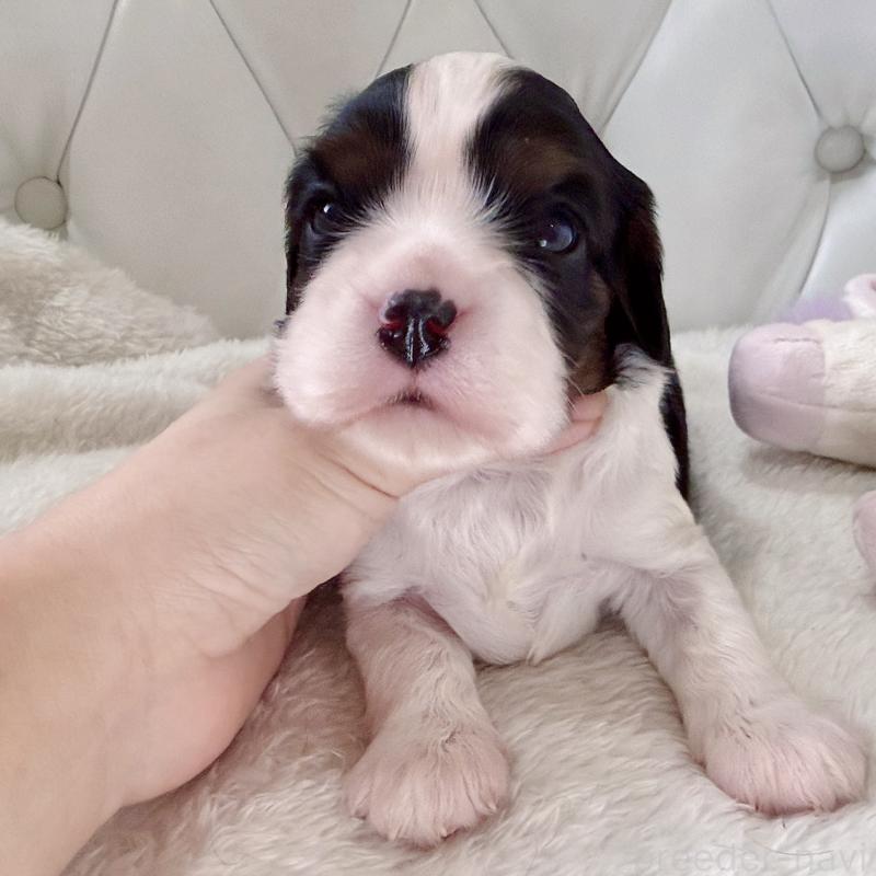 販売中の福岡県のキャバリアキングチャールズスパニエル-451029の5枚目