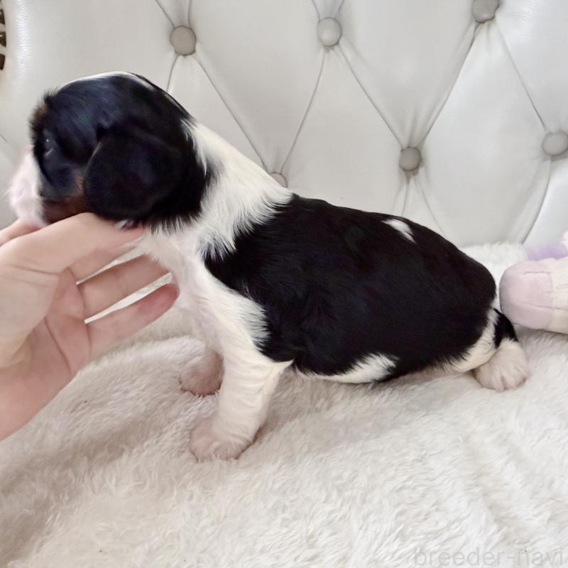 販売中の福岡県のキャバリアキングチャールズスパニエル-451029の4枚目