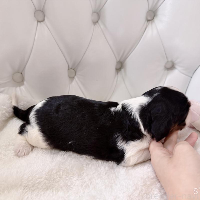 販売中の福岡県のキャバリアキングチャールズスパニエル-451029の3枚目