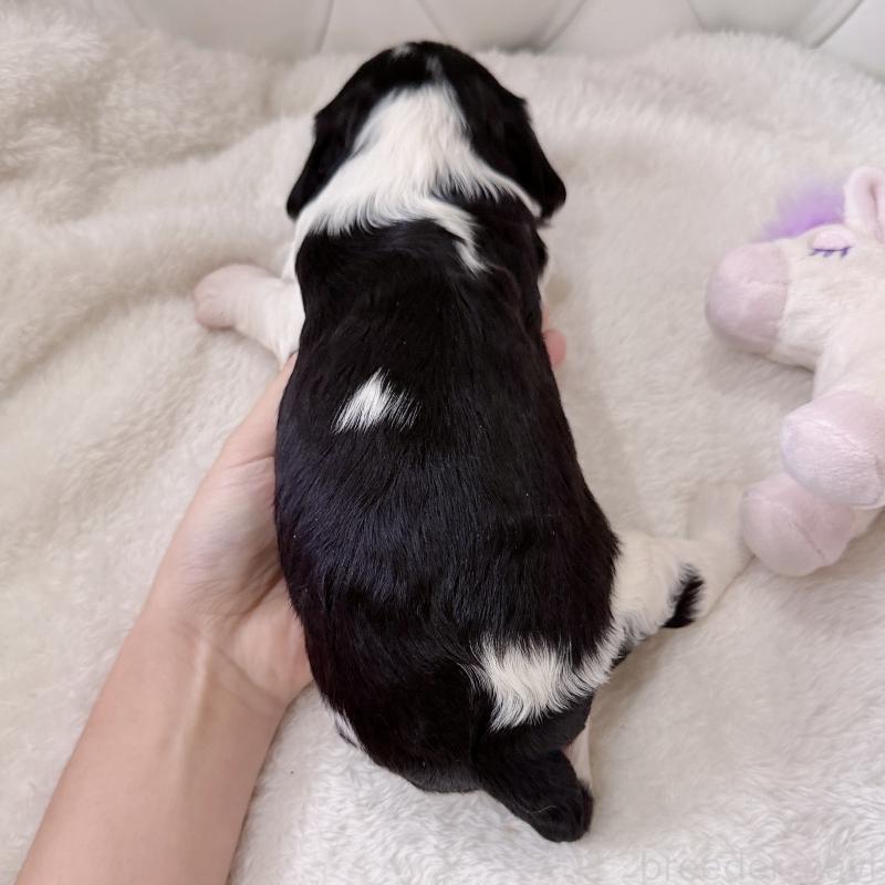 販売中の福岡県のキャバリアキングチャールズスパニエル-451029の2枚目