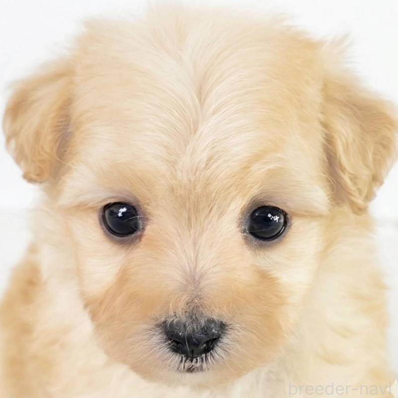 販売中の茨城県のマルプー:マルチーズ×トイプードル-451030