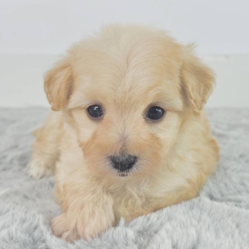 販売中の茨城県のマルプー:マルチーズ×トイプードル-451030の6枚目