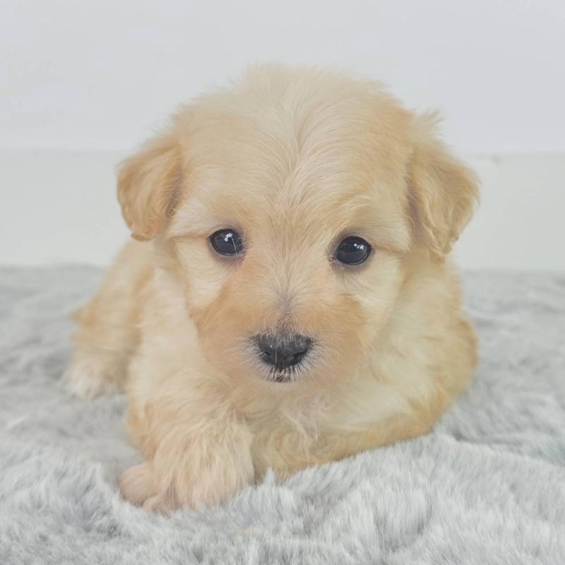 販売中の茨城県のマルプー:マルチーズ×トイプードル-451030の3枚目