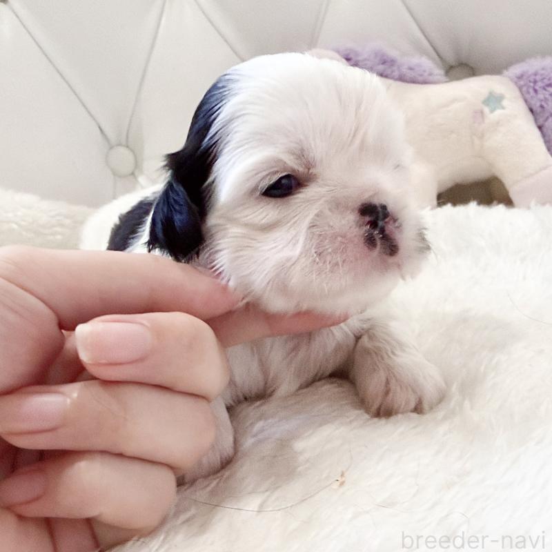 販売中の福岡県のシーズー-451032の6枚目