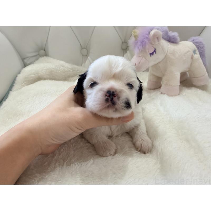 販売中の福岡県のシーズー-451032の5枚目