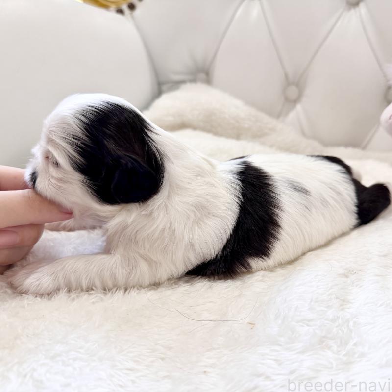 販売中の福岡県のシーズー-451032の4枚目