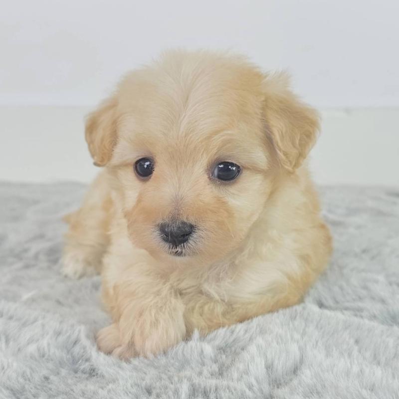 販売中の茨城県のマルプー:マルチーズ×トイプードル-451030の2枚目