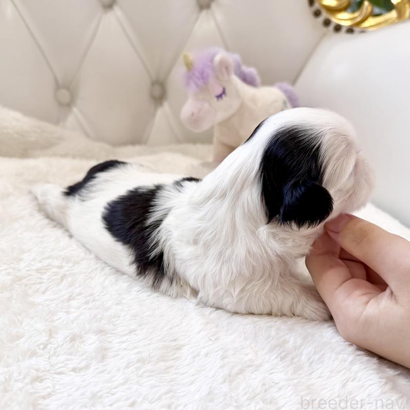 販売中の福岡県のシーズー-451032の3枚目