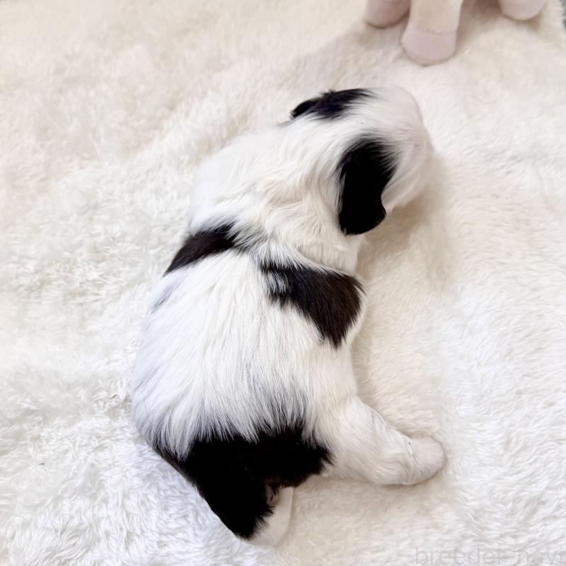 販売中の福岡県のシーズー-451032の2枚目