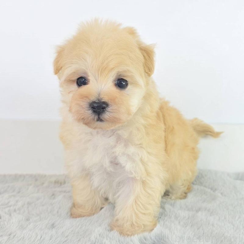 販売中の茨城県のマルプー:マルチーズ×トイプードル-451031の5枚目