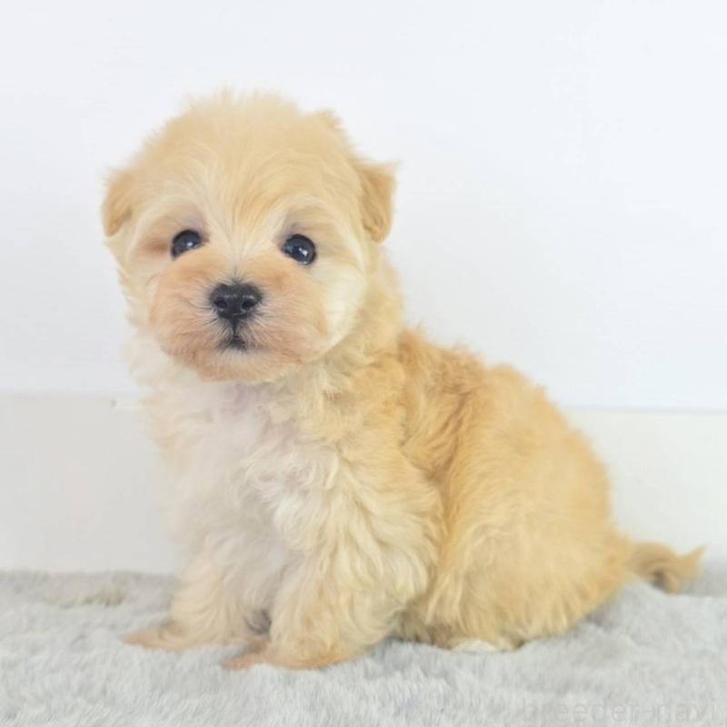 販売中の茨城県のマルプー:マルチーズ×トイプードル-451031の4枚目