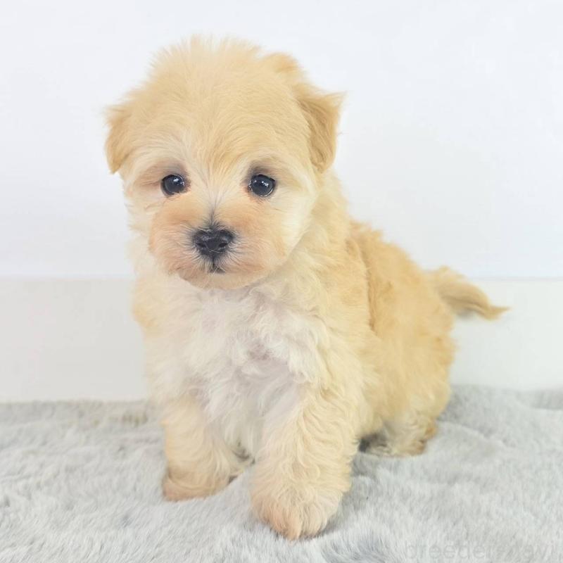 販売中の茨城県のマルプー:マルチーズ×トイプードル-451031の3枚目