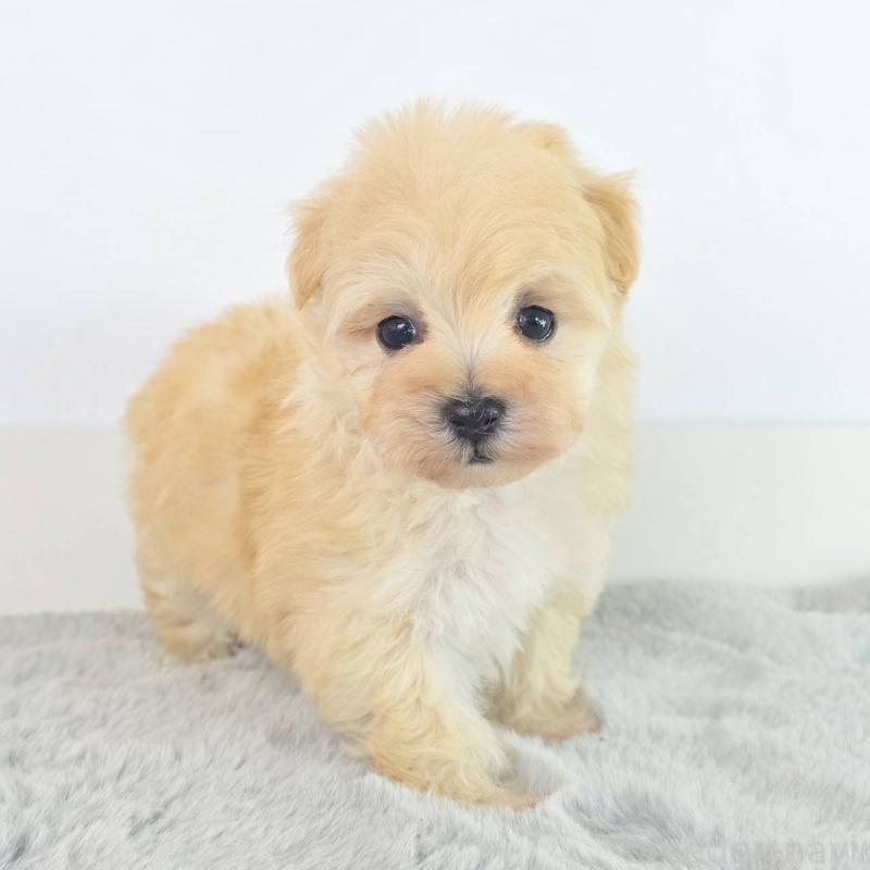 販売中の茨城県のマルプー:マルチーズ×トイプードル-451031の2枚目