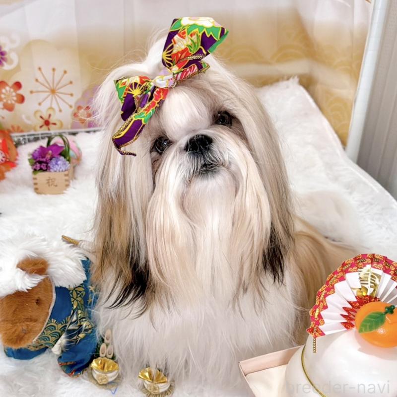 デンジくん1枚目