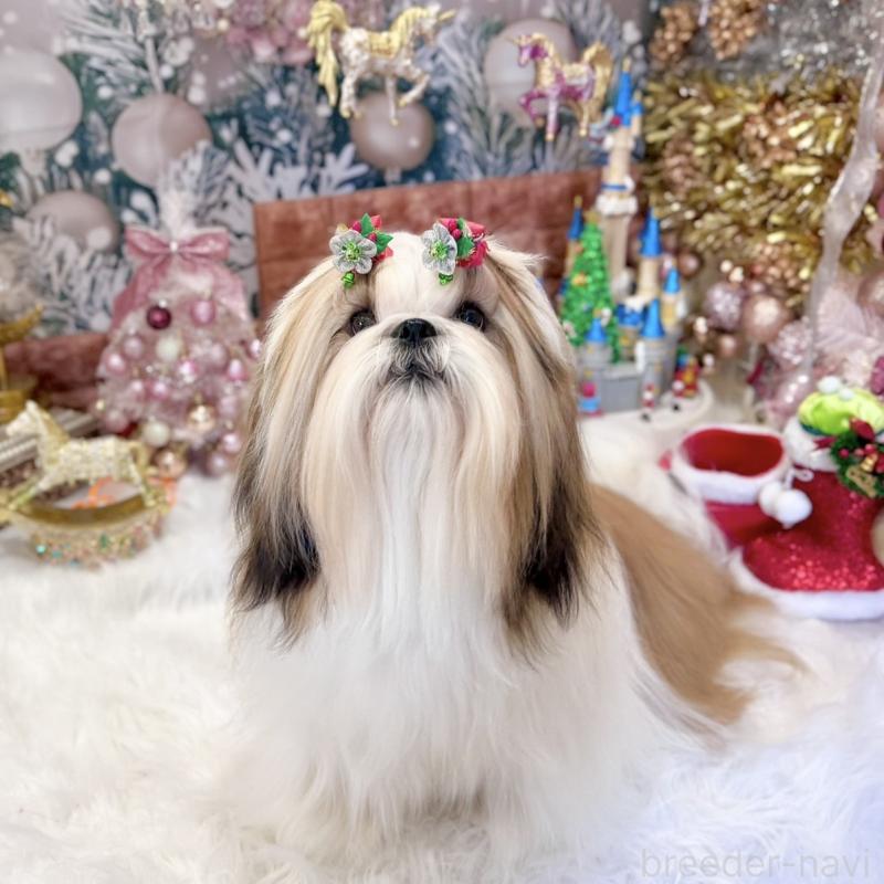 デンジくん1枚目