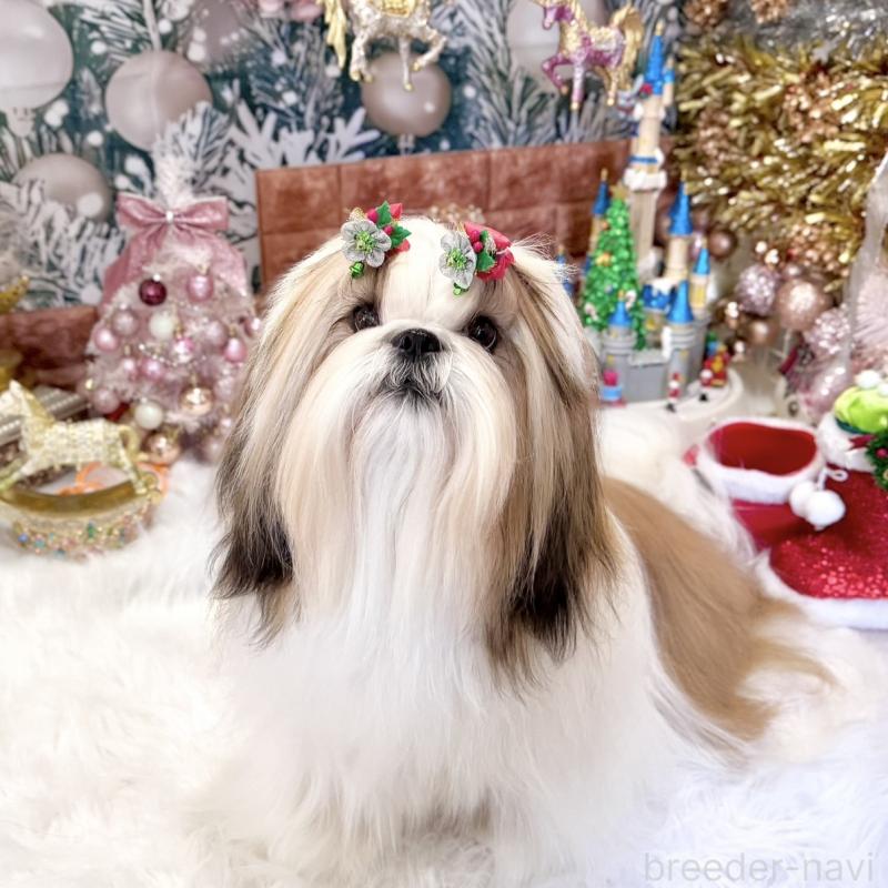 デンジくん1枚目