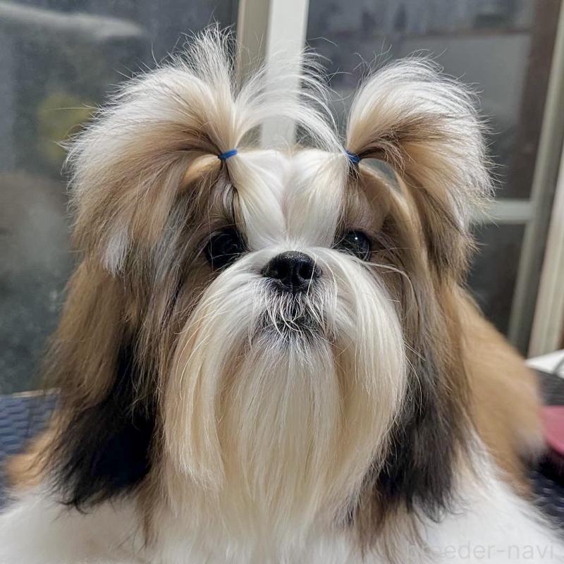 デンジくん1枚目