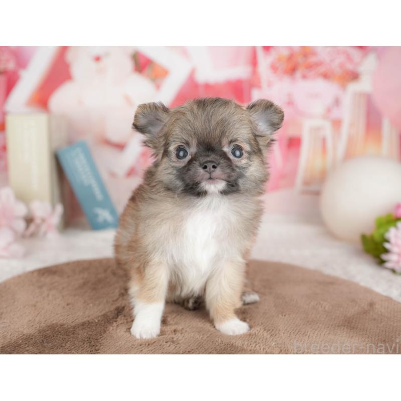 販売中の千葉県のチワワ(ロングコート)-451275の1枚目