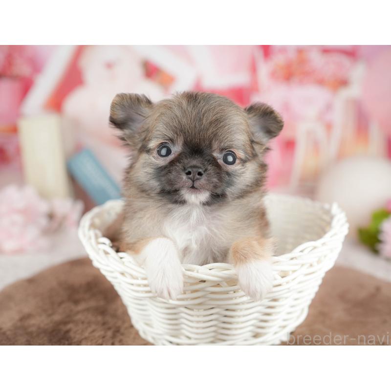 販売中の千葉県のチワワ(ロングコート)-451275の11枚目