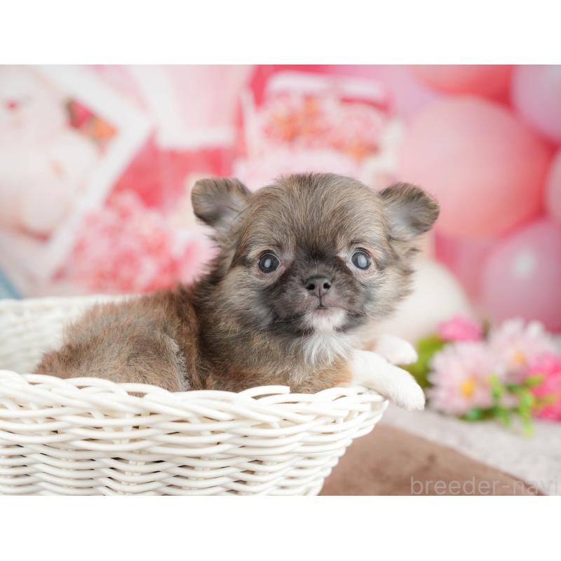 販売中の千葉県のチワワ(ロングコート)-451275の10枚目