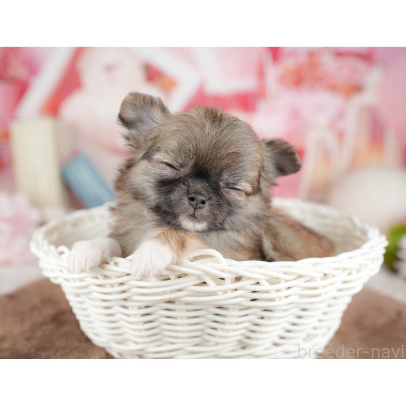 販売中の千葉県のチワワ(ロングコート)-451275の9枚目