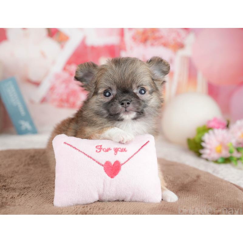 販売中の千葉県のチワワ(ロングコート)-451275の8枚目