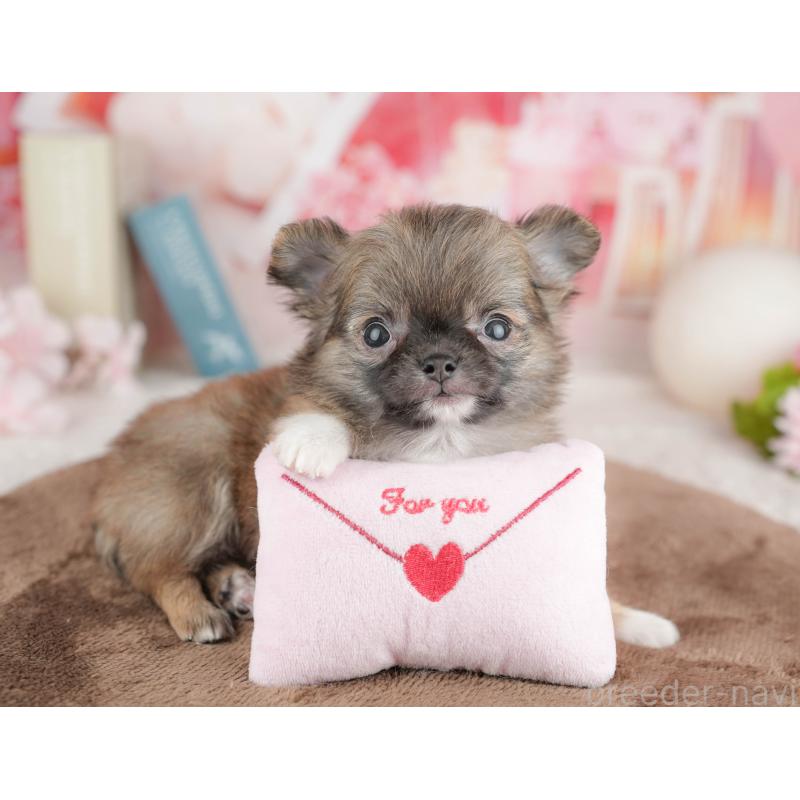 販売中の千葉県のチワワ(ロングコート)-451275の7枚目