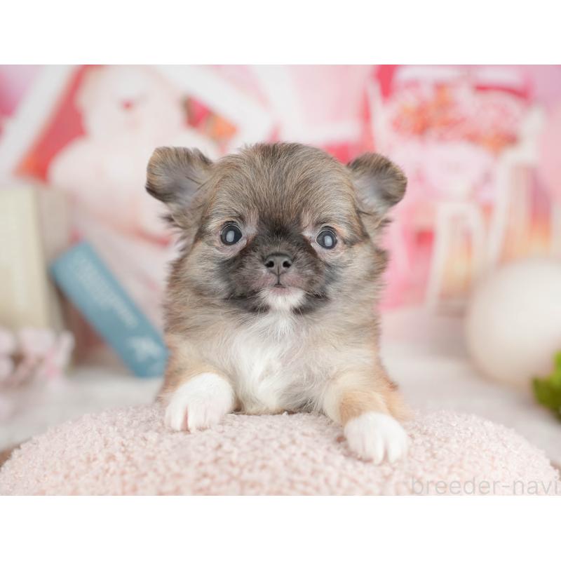 販売中の千葉県のチワワ(ロングコート)-451275の6枚目