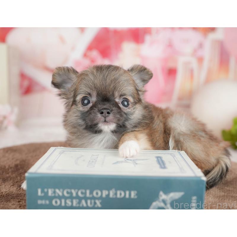 販売中の千葉県のチワワ(ロングコート)-451275の4枚目