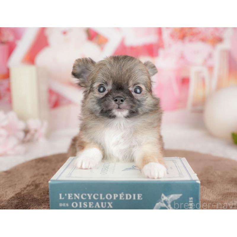 販売中の千葉県のチワワ(ロングコート)-451275の3枚目