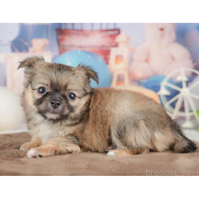 販売中の千葉県のチワワ(ロングコート)-451274の11枚目