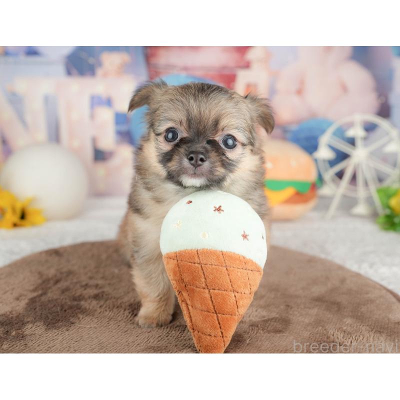 販売中の千葉県のチワワ(ロングコート)-451274の10枚目