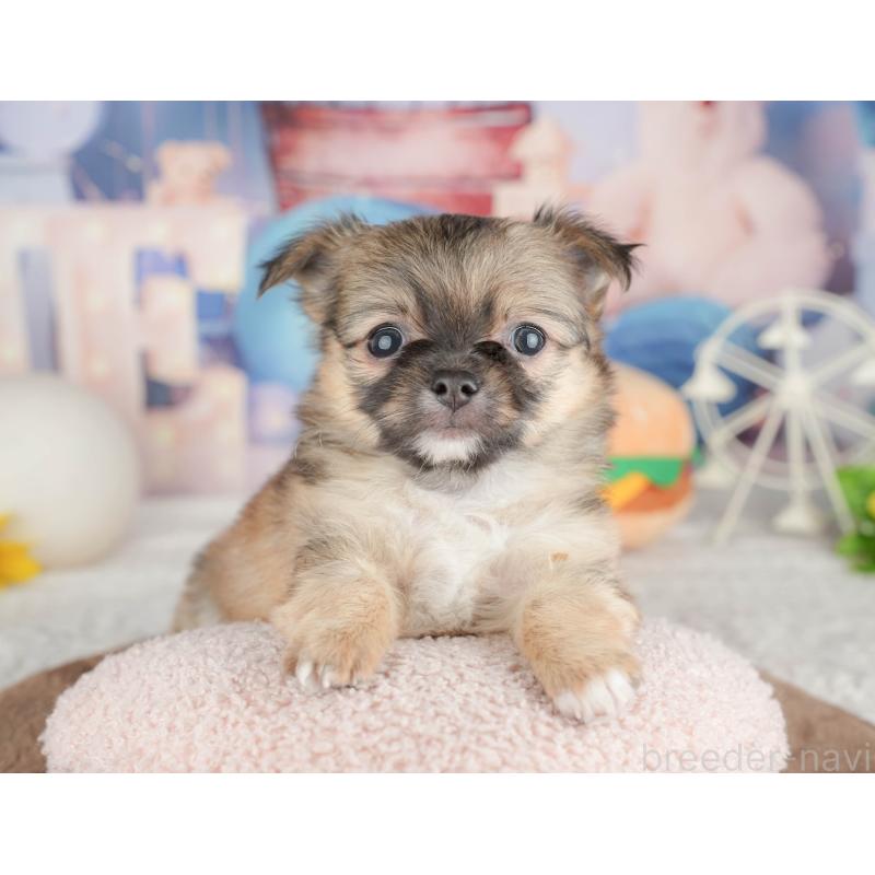 販売中の千葉県のチワワ(ロングコート)-451274の8枚目