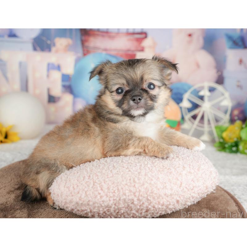 販売中の千葉県のチワワ(ロングコート)-451274の7枚目