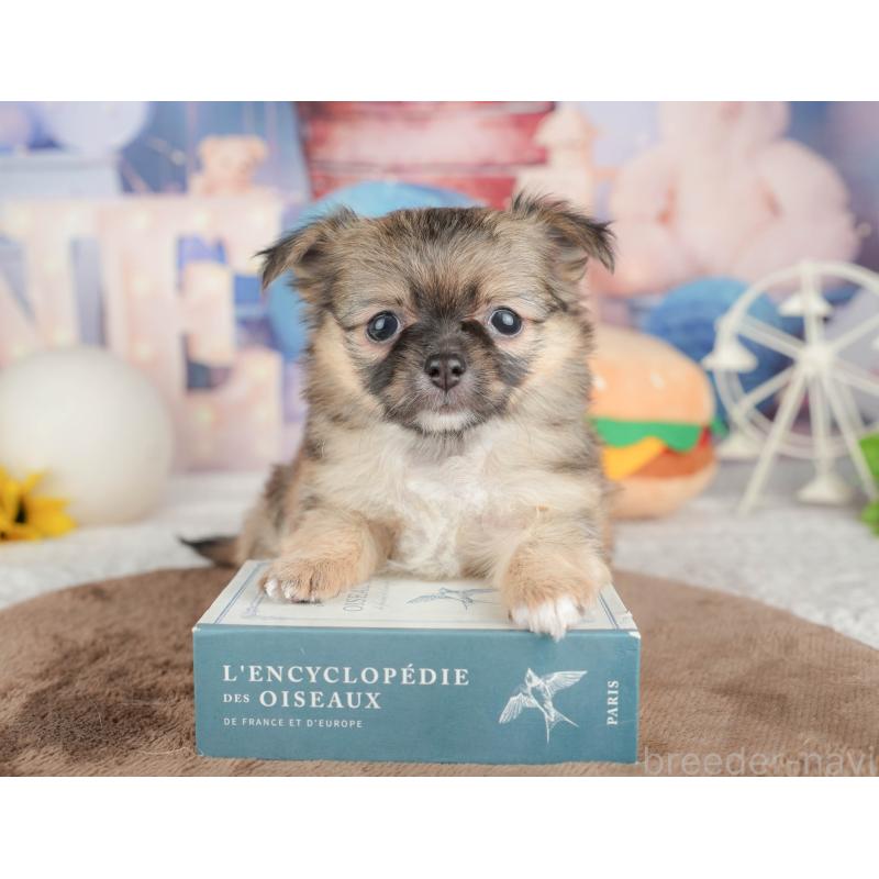 販売中の千葉県のチワワ(ロングコート)-451274の6枚目