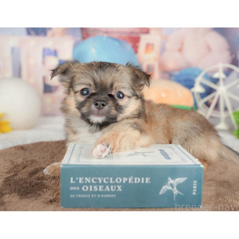 販売中の千葉県のチワワ(ロングコート)-451274の5枚目