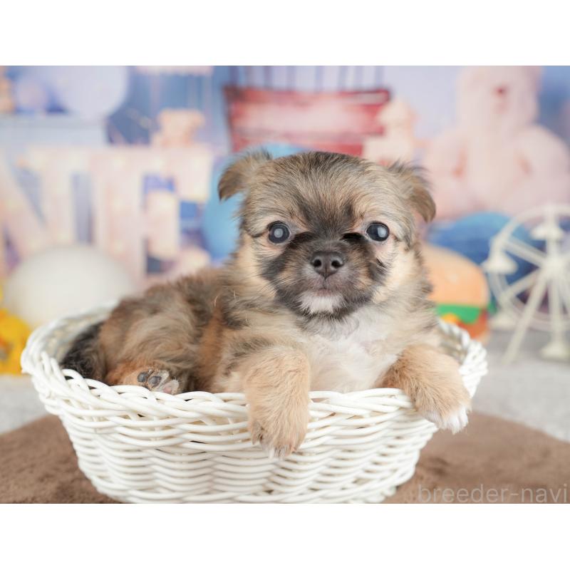 販売中の千葉県のチワワ(ロングコート)-451274の4枚目