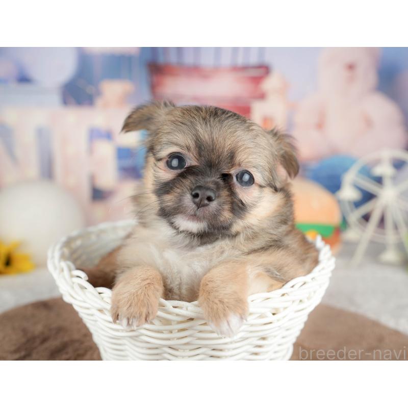 販売中の千葉県のチワワ(ロングコート)-451274の3枚目