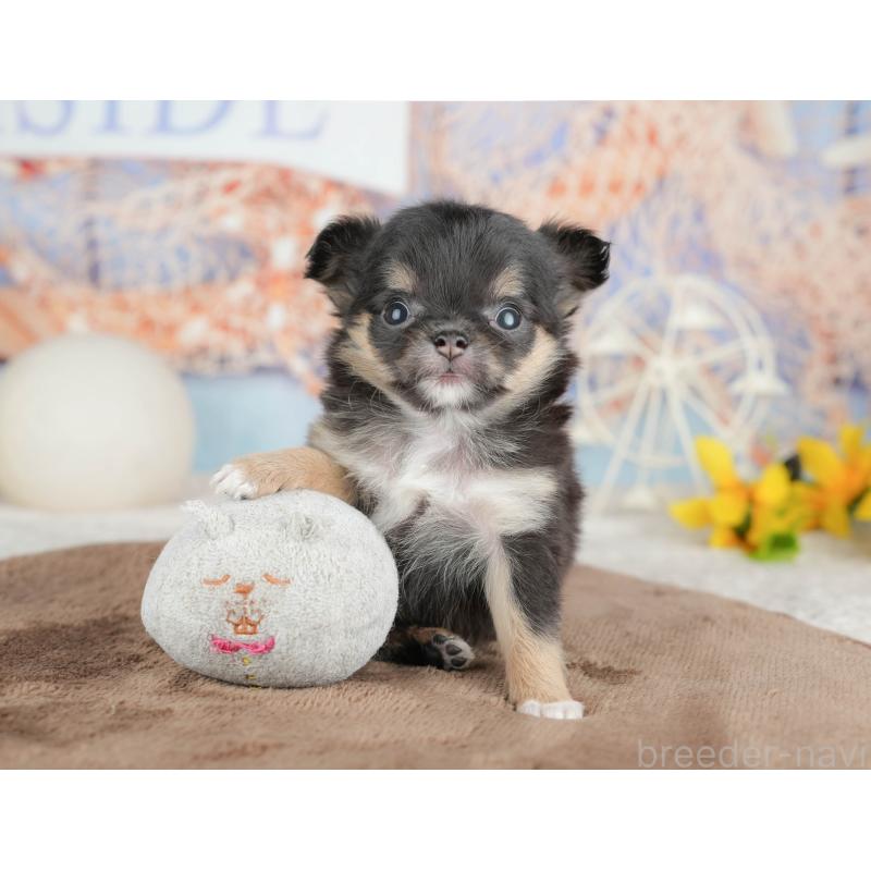 販売中の千葉県のチワワ(ロングコート)-451273の10枚目