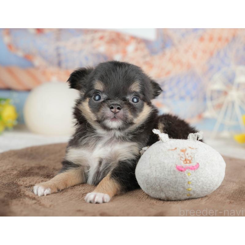 販売中の千葉県のチワワ(ロングコート)-451273の9枚目