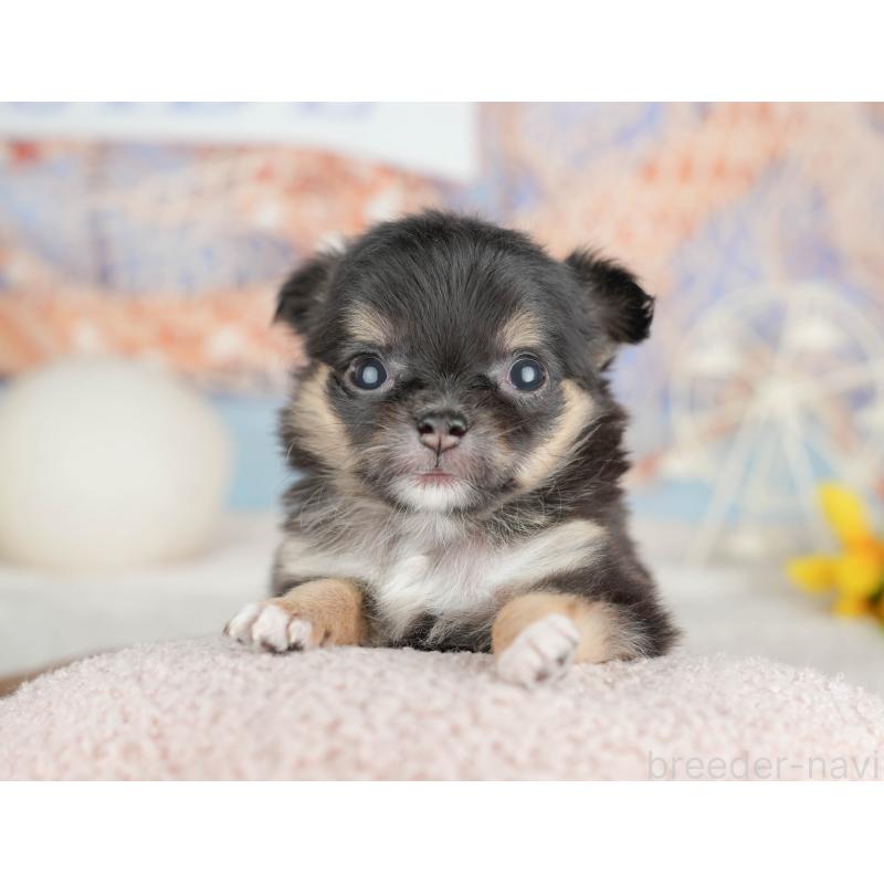 販売中の千葉県のチワワ(ロングコート)-451273の7枚目