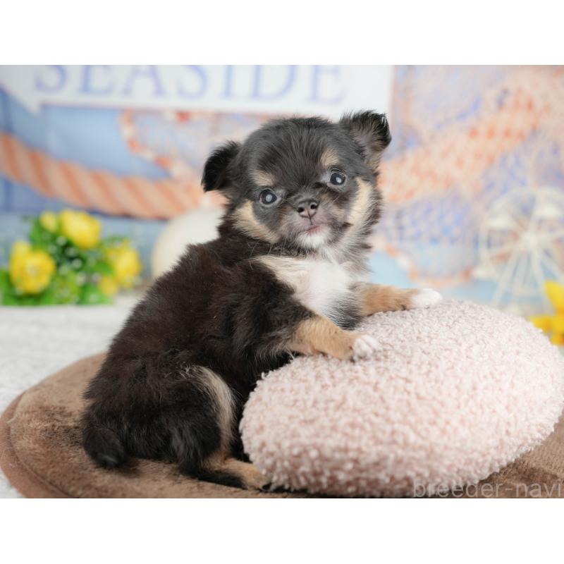 販売中の千葉県のチワワ(ロングコート)-451273の6枚目