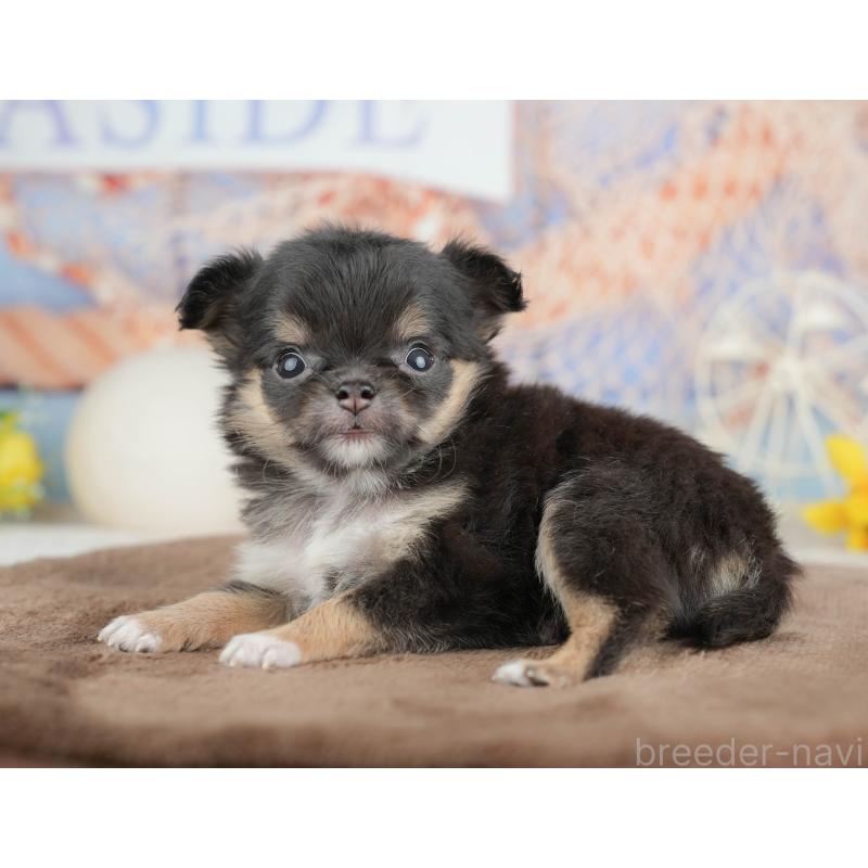 販売中の千葉県のチワワ(ロングコート)-451273の5枚目