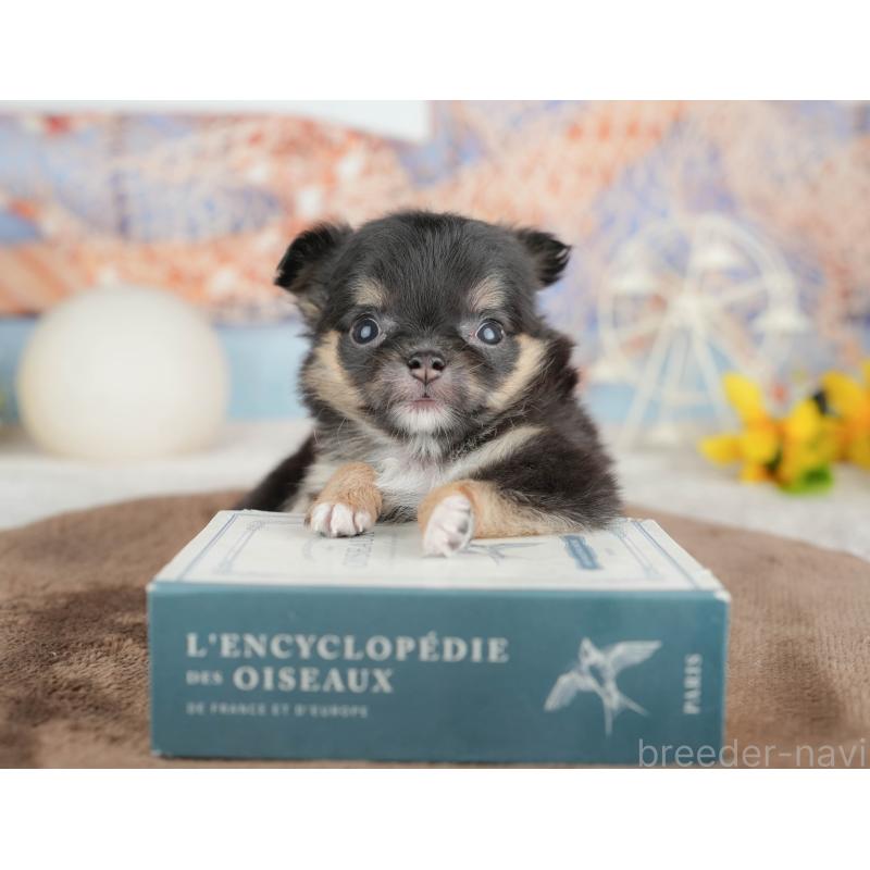 販売中の千葉県のチワワ(ロングコート)-451273の4枚目