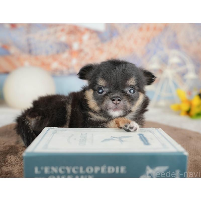 販売中の千葉県のチワワ(ロングコート)-451273の3枚目