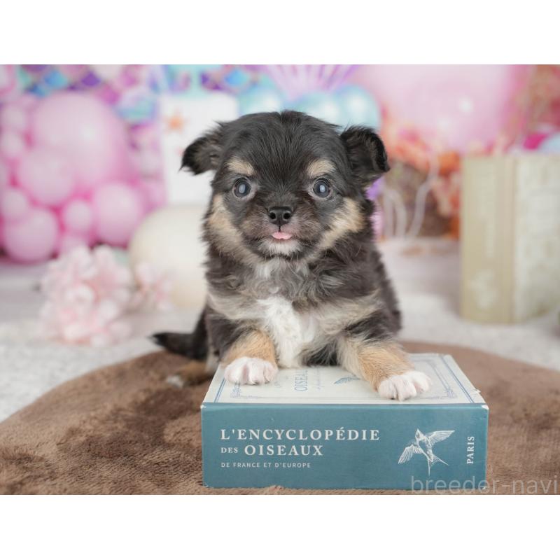 販売中の千葉県のチワワ(ロングコート)-451271