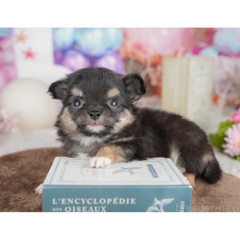 販売中の千葉県のチワワ(ロングコート)-451271の11枚目