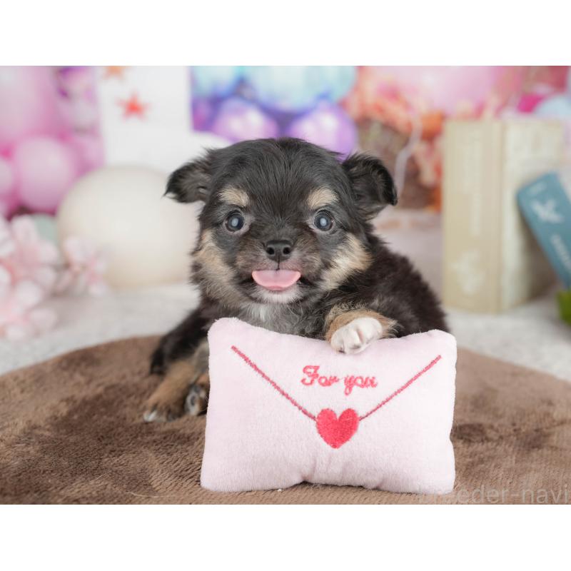 販売中の千葉県のチワワ(ロングコート)-451271の10枚目