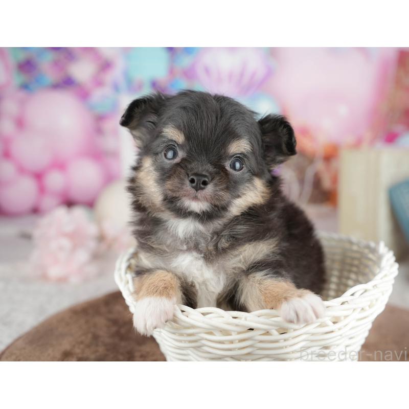 販売中の千葉県のチワワ(ロングコート)-451271の8枚目