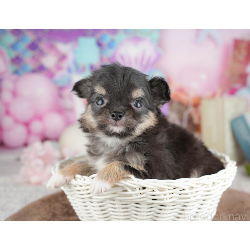 販売中の千葉県のチワワ(ロングコート)-451271の7枚目